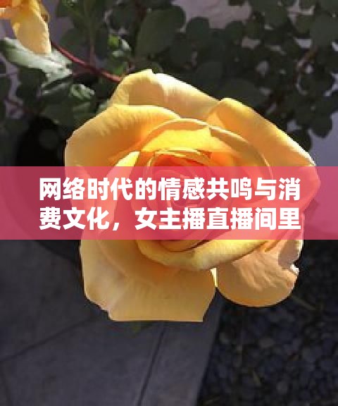 網(wǎng)絡(luò)時(shí)代的情感共鳴與消費(fèi)文化，女主播直播間里的真實(shí)禮物刷贈