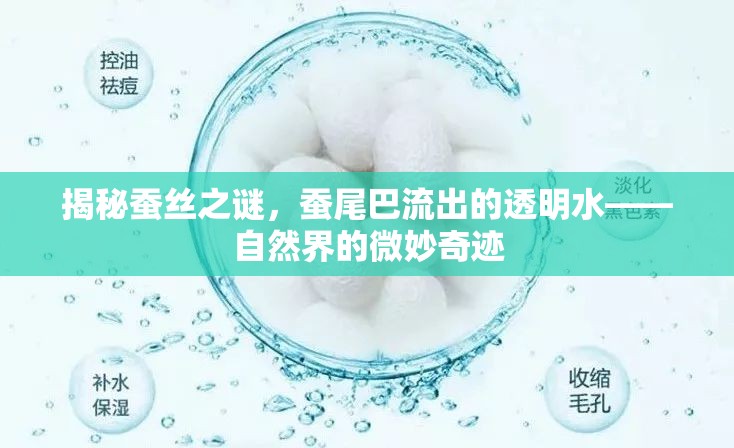 揭秘蠶絲之謎，蠶尾巴流出的透明水——自然界的微妙奇跡