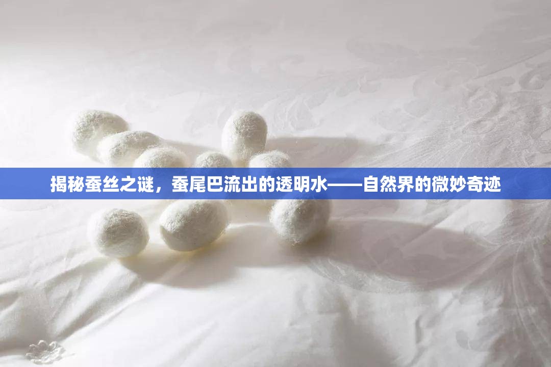 揭秘蠶絲之謎，蠶尾巴流出的透明水——自然界的微妙奇跡
