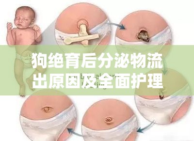 狗絕育后分泌物流出原因及全面護理指南