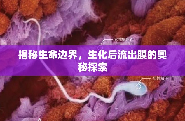 揭秘生命邊界，生化后流出膜的奧秘探索