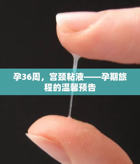 孕36周，宮頸粘液——孕期旅程的溫馨預告