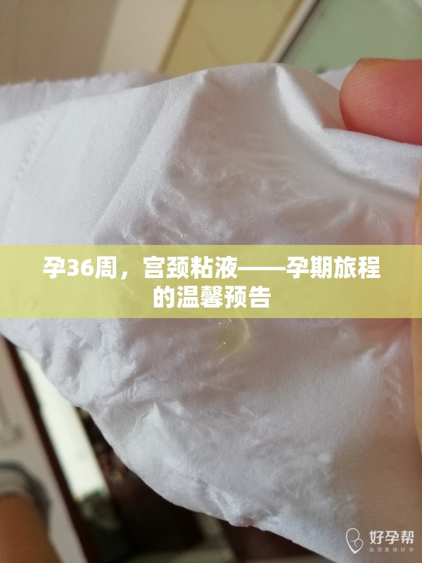 孕36周，宮頸粘液——孕期旅程的溫馨預告