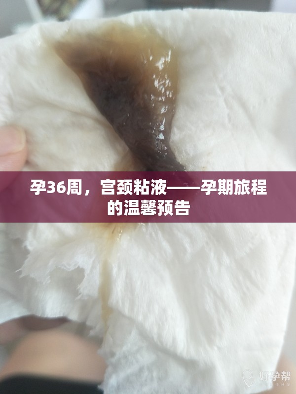 孕36周，宮頸粘液——孕期旅程的溫馨預告