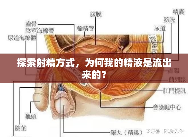 探索射精方式，為何我的精液是流出來的？