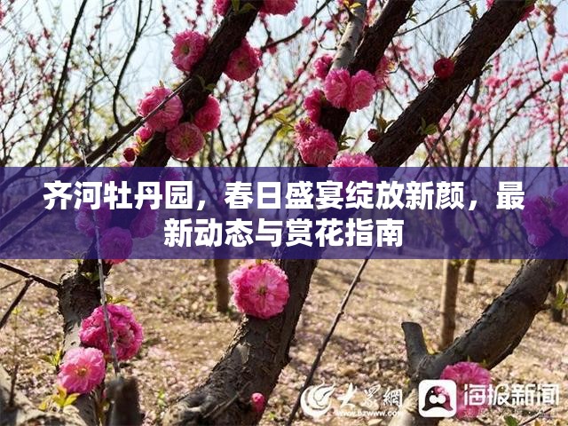 齊河牡丹園，春日盛宴綻放新顏，最新動(dòng)態(tài)與賞花指南