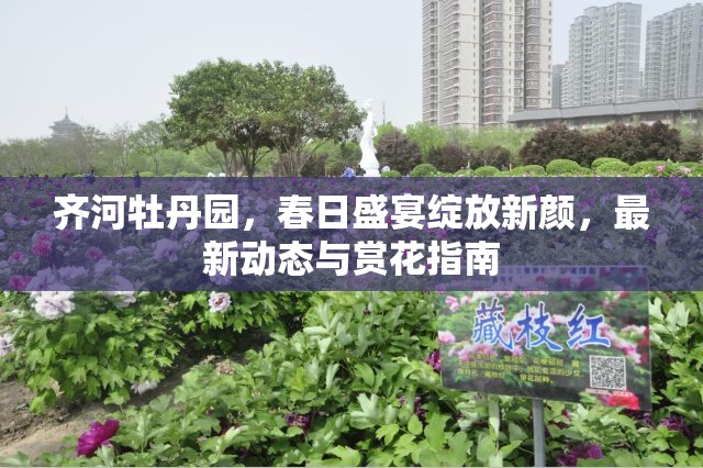 齊河牡丹園，春日盛宴綻放新顏，最新動(dòng)態(tài)與賞花指南