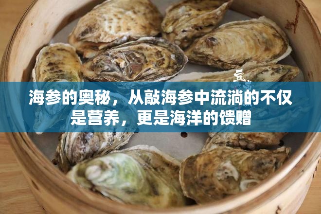 海參的奧秘，從敲海參中流淌的不僅是營養(yǎng)，更是海洋的饋贈(zèng)
