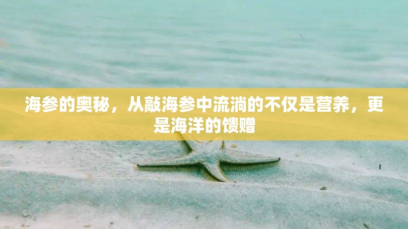 海參的奧秘，從敲海參中流淌的不僅是營養(yǎng)，更是海洋的饋贈(zèng)