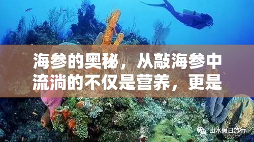 海參的奧秘，從敲海參中流淌的不僅是營養(yǎng)，更是海洋的饋贈(zèng)