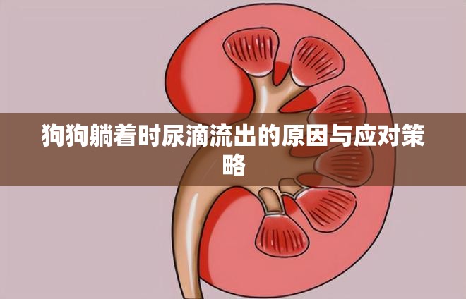 狗狗躺著時尿滴流出的原因與應對策略
