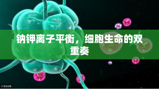 鈉鉀離子平衡，細(xì)胞生命的雙重奏