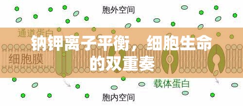 鈉鉀離子平衡，細(xì)胞生命的雙重奏