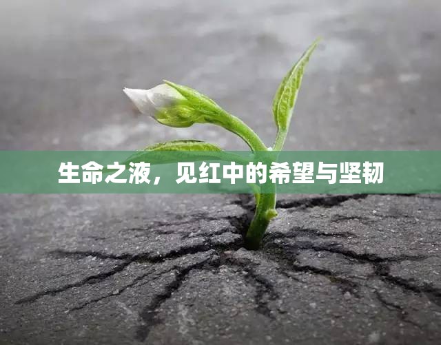 生命之液，見(jiàn)紅中的希望與堅(jiān)韌