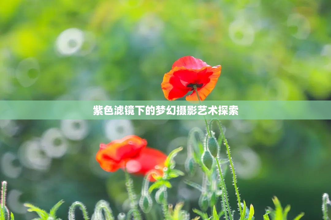 紫色濾鏡下的夢(mèng)幻攝影藝術(shù)探索