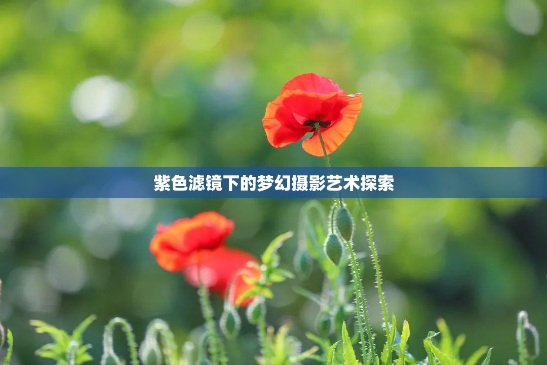紫色濾鏡下的夢(mèng)幻攝影藝術(shù)探索