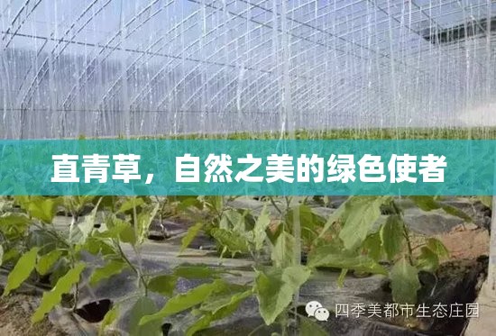 直青草，自然之美的綠色使者