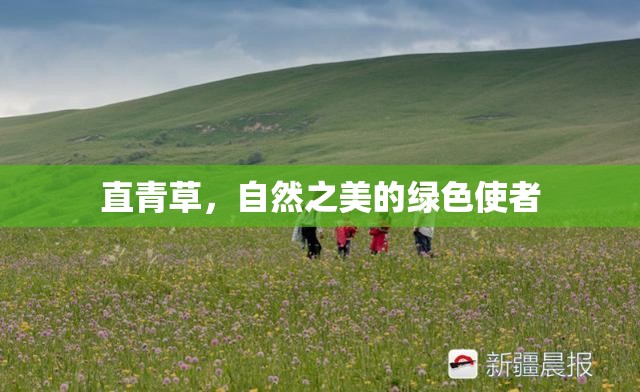 直青草，自然之美的綠色使者