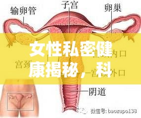 女性私密健康揭秘，科學(xué)解析陰道流出水樣液體的原因