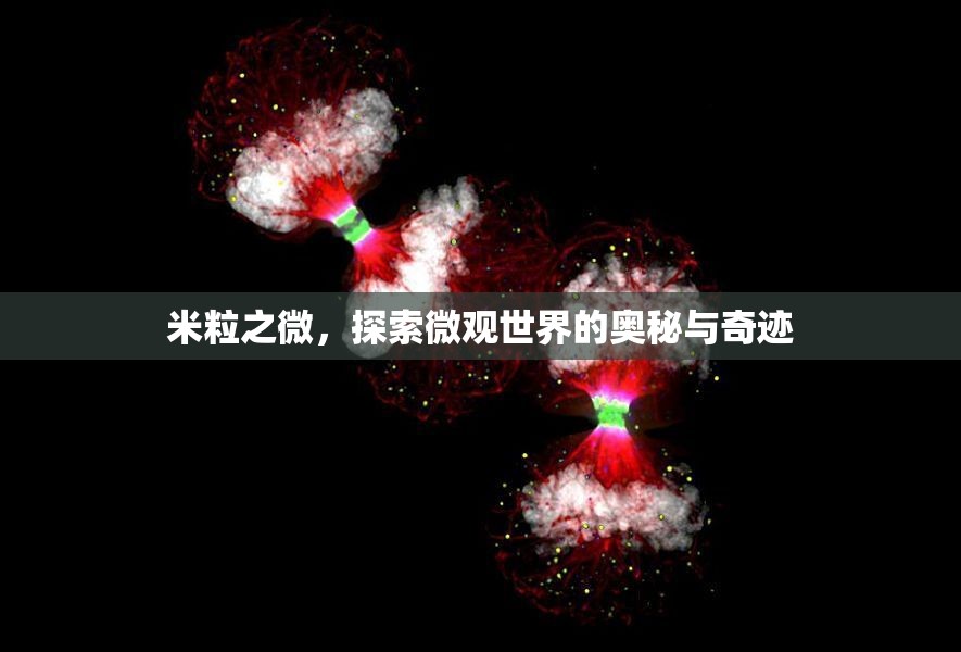 米粒之微，探索微觀世界的奧秘與奇跡