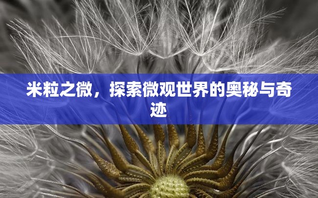 米粒之微，探索微觀世界的奧秘與奇跡