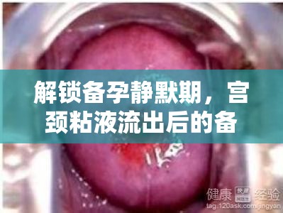 解鎖備孕靜默期，宮頸粘液流出后的備孕策略
