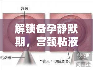 解鎖備孕靜默期，宮頸粘液流出后的備孕策略