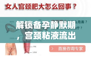 解鎖備孕靜默期，宮頸粘液流出后的備孕策略