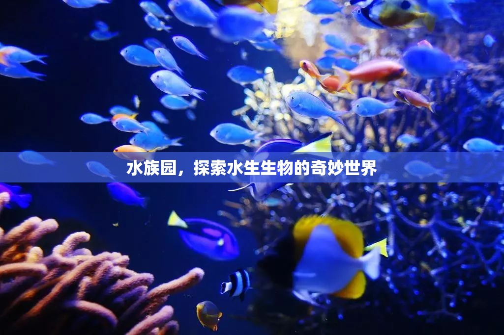 水族園，探索水生生物的奇妙世界