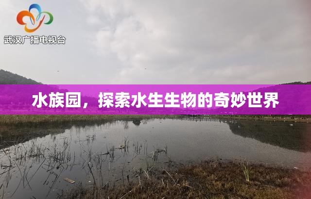 水族園，探索水生生物的奇妙世界