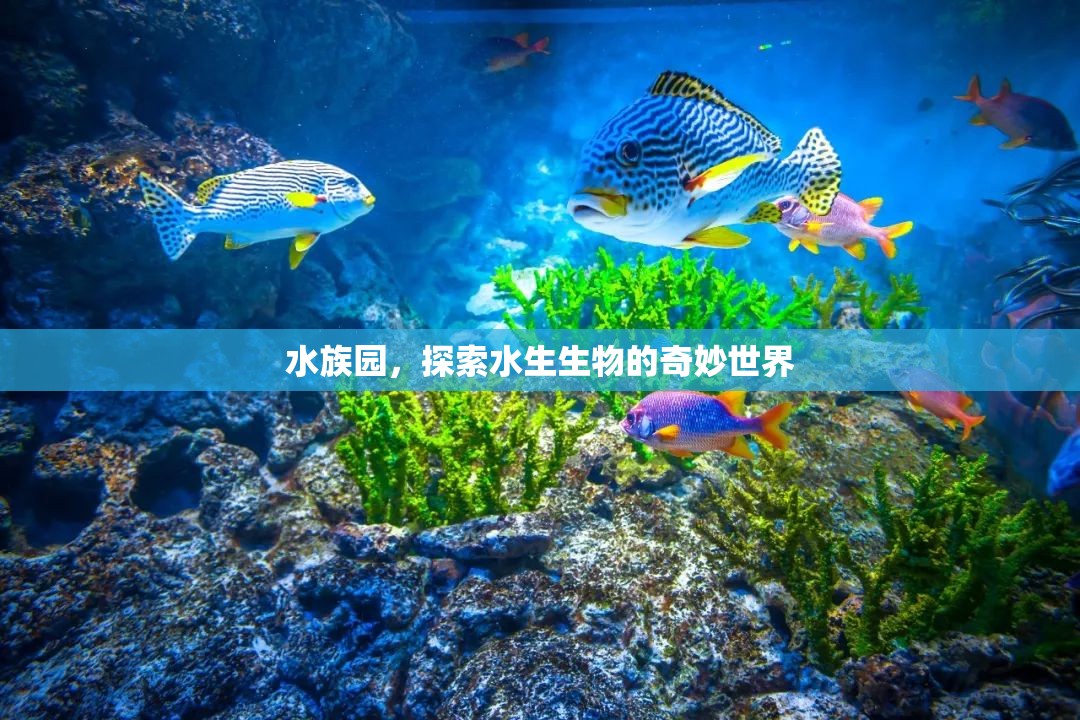 水族園，探索水生生物的奇妙世界