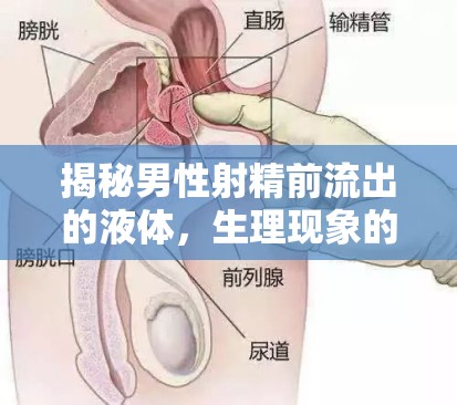 揭秘男性射精前流出的液體，生理現(xiàn)象的科學(xué)與奧秘