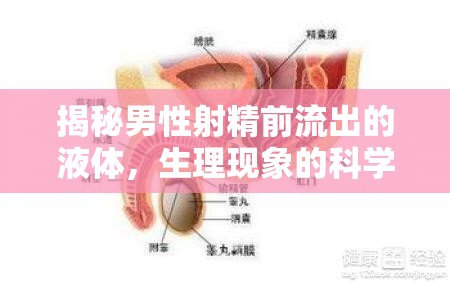 揭秘男性射精前流出的液體，生理現(xiàn)象的科學(xué)與奧秘
