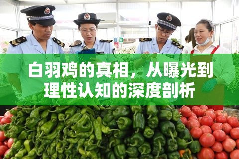 白羽雞的真相，從曝光到理性認(rèn)知的深度剖析