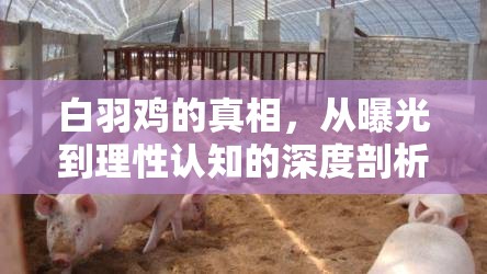 白羽雞的真相，從曝光到理性認(rèn)知的深度剖析