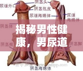 揭秘男性健康，男尿道流出白色液體的真相與應(yīng)對策略