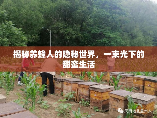 揭秘養(yǎng)蜂人的隱秘世界，一束光下的甜蜜生活
