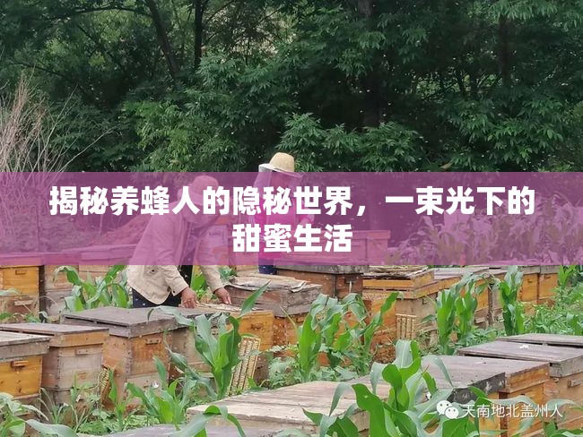 揭秘養(yǎng)蜂人的隱秘世界，一束光下的甜蜜生活