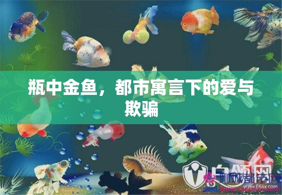 瓶中金魚，都市寓言下的愛與欺騙