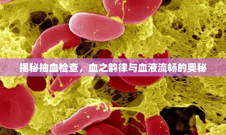 揭秘抽血檢查，血之韻律與血液流暢的奧秘