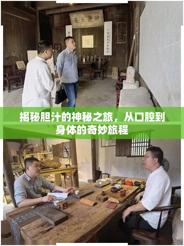 揭秘膽汁的神秘之旅，從口腔到身體的奇妙旅程