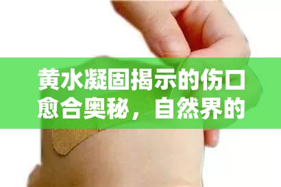黃水凝固揭示的傷口愈合奧秘，自然界的自我修復(fù)之旅