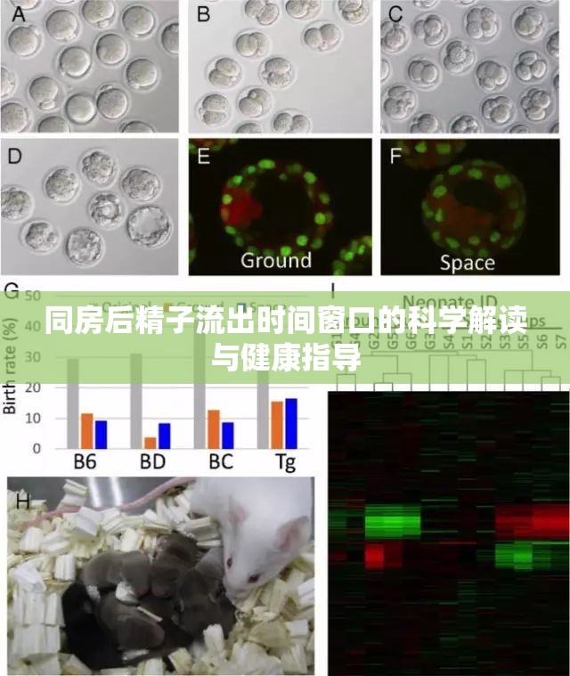 同房后精子流出時(shí)間窗口的科學(xué)解讀與健康指導(dǎo)