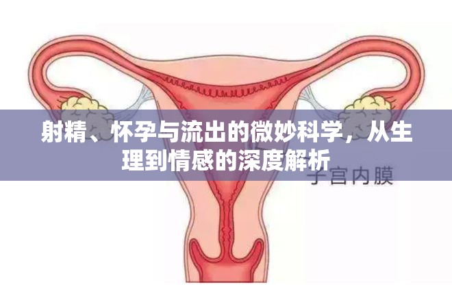 射精、懷孕與流出的微妙科學(xué)，從生理到情感的深度解析