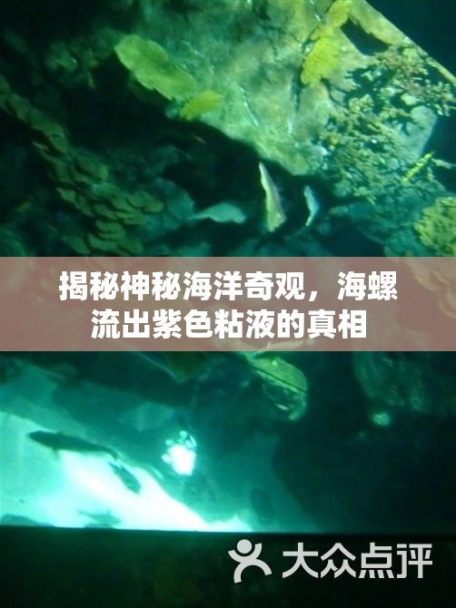 揭秘神秘海洋奇觀，海螺流出紫色粘液的真相