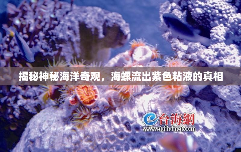 揭秘神秘海洋奇觀，海螺流出紫色粘液的真相