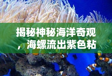 揭秘神秘海洋奇觀，海螺流出紫色粘液的真相