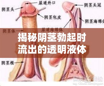 揭秘陰莖勃起時(shí)流出的透明液體，生理現(xiàn)象與健康解讀