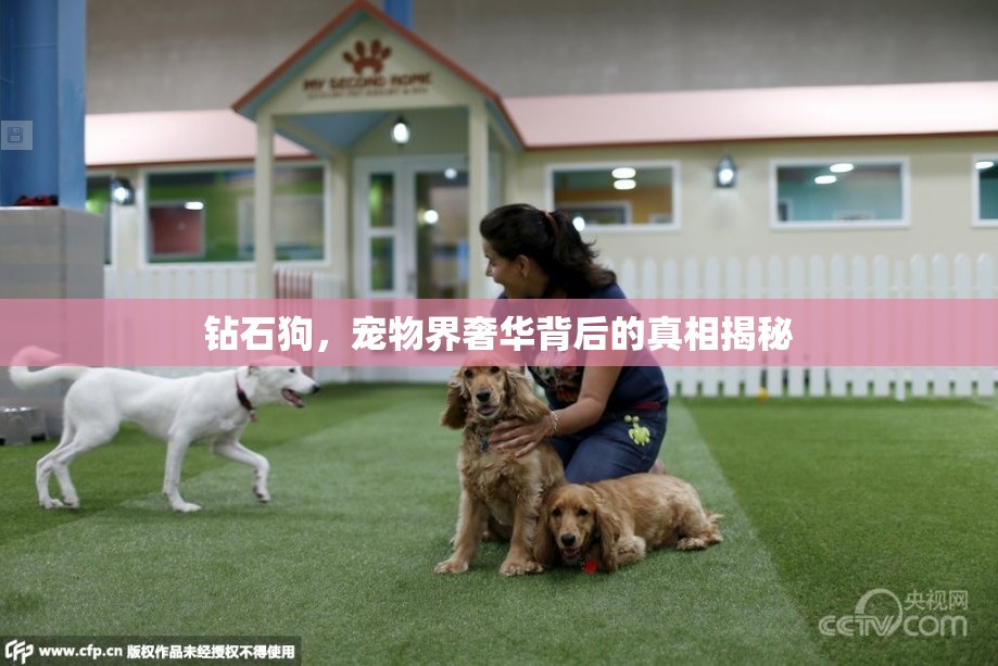 鉆石狗，寵物界奢華背后的真相揭秘