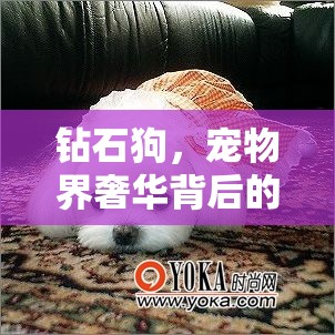 鉆石狗，寵物界奢華背后的真相揭秘